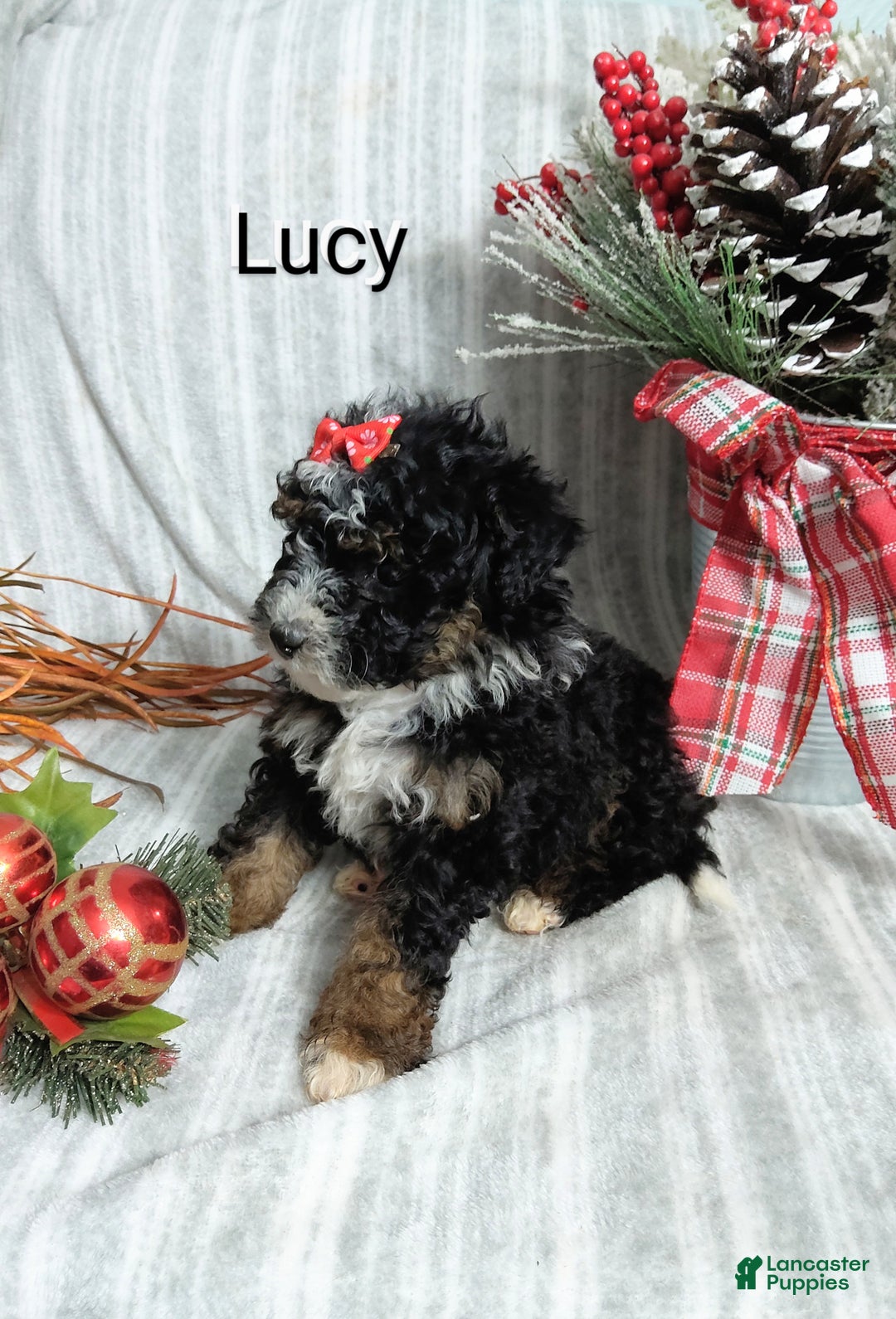 Mini Bernedoodle dogs for sale:  Lucy  - Ad 1