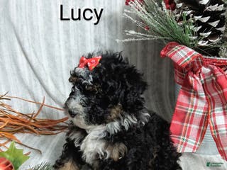 Mini Bernedoodle dogs Lucy - Ad 40