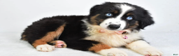 Miniature Australian Shepherd dogs for sale: Jody - Ad 1