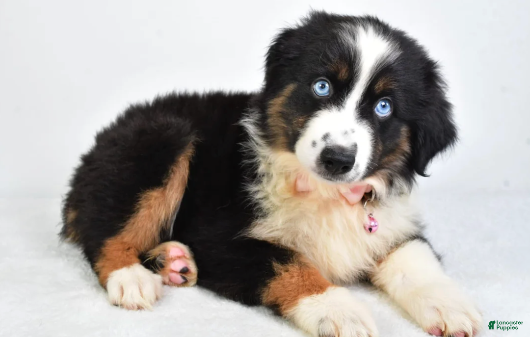Miniature Australian Shepherd dogs for sale: Jody - Ad 1