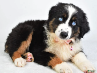 Miniature Australian Shepherd dogs Jody - Ad 10