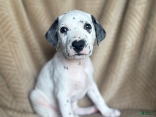 Mixed Breed dogs Pepper - Ad 35