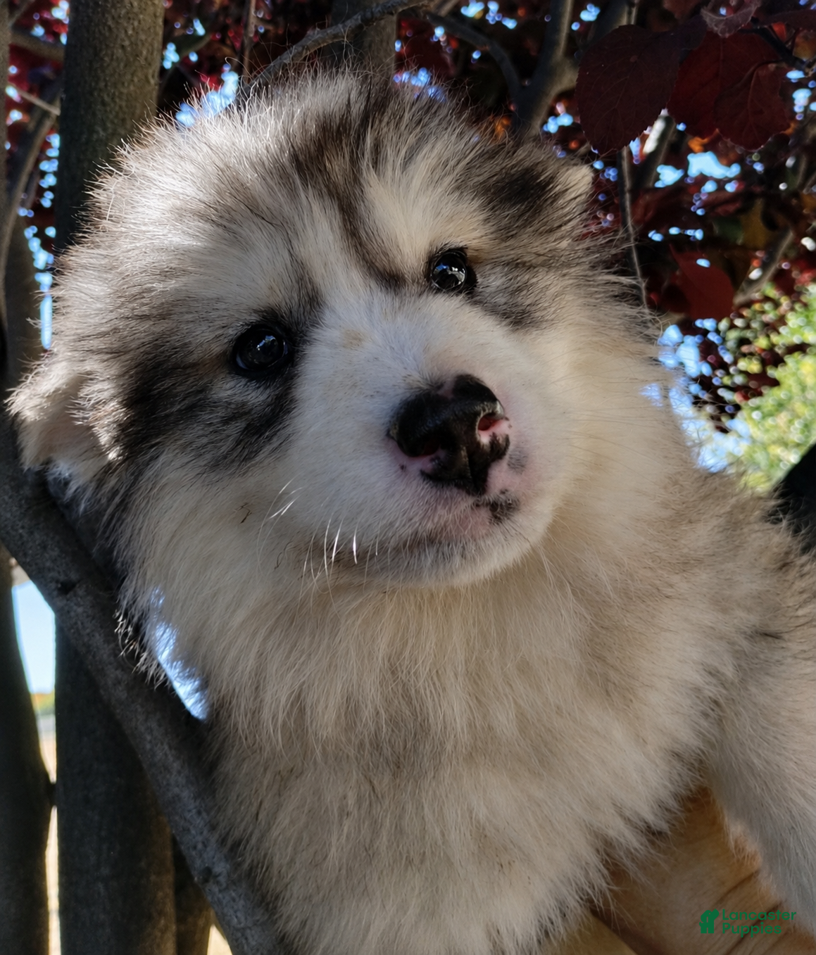Alaskan Malamute dogs for sale: Alaskan Malamute - Ad 1