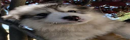 Alaskan Malamute dogs for sale: Alaskan Malamute - Ad 1