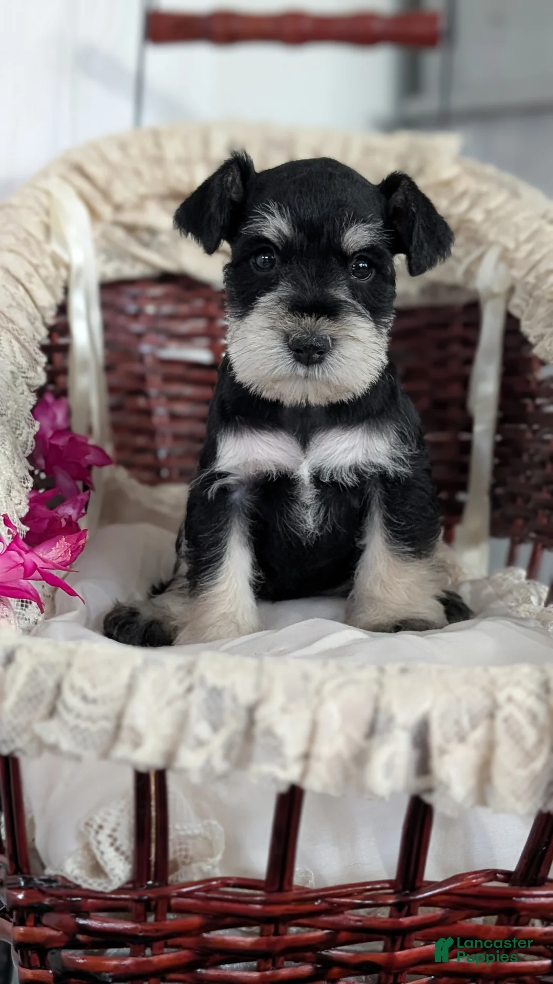 Miniature Schnauzer dogs for sale: Max - Ad 4