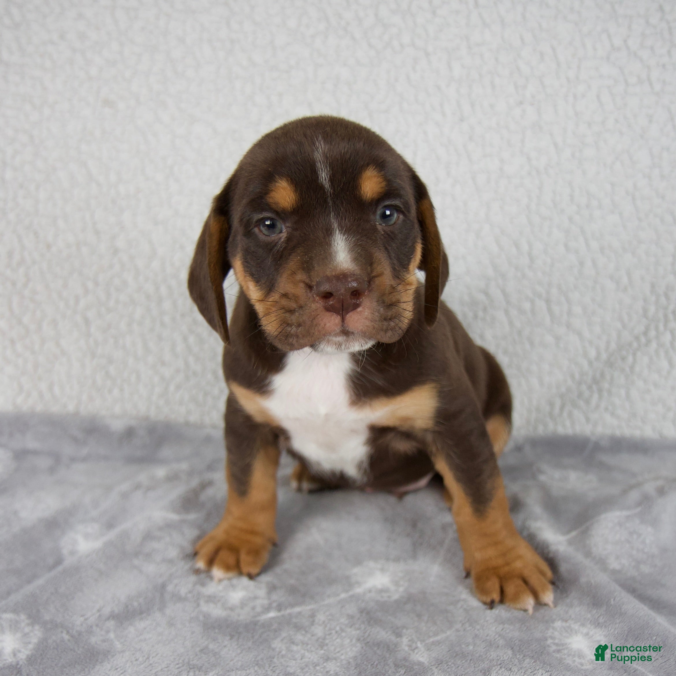 Beabull dogs Parker - Ad 1