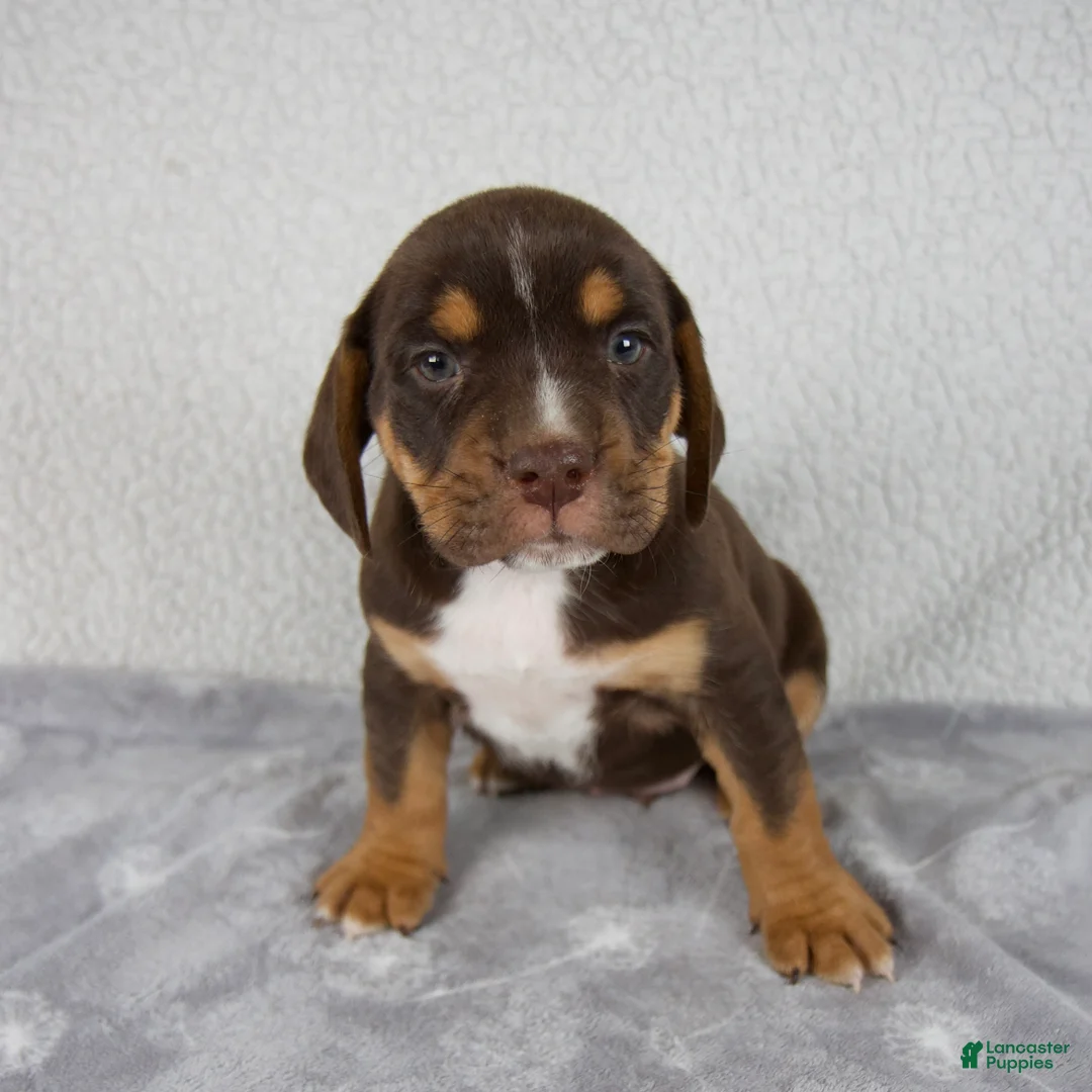 Beabull dogs for sale: Parker - Ad 1