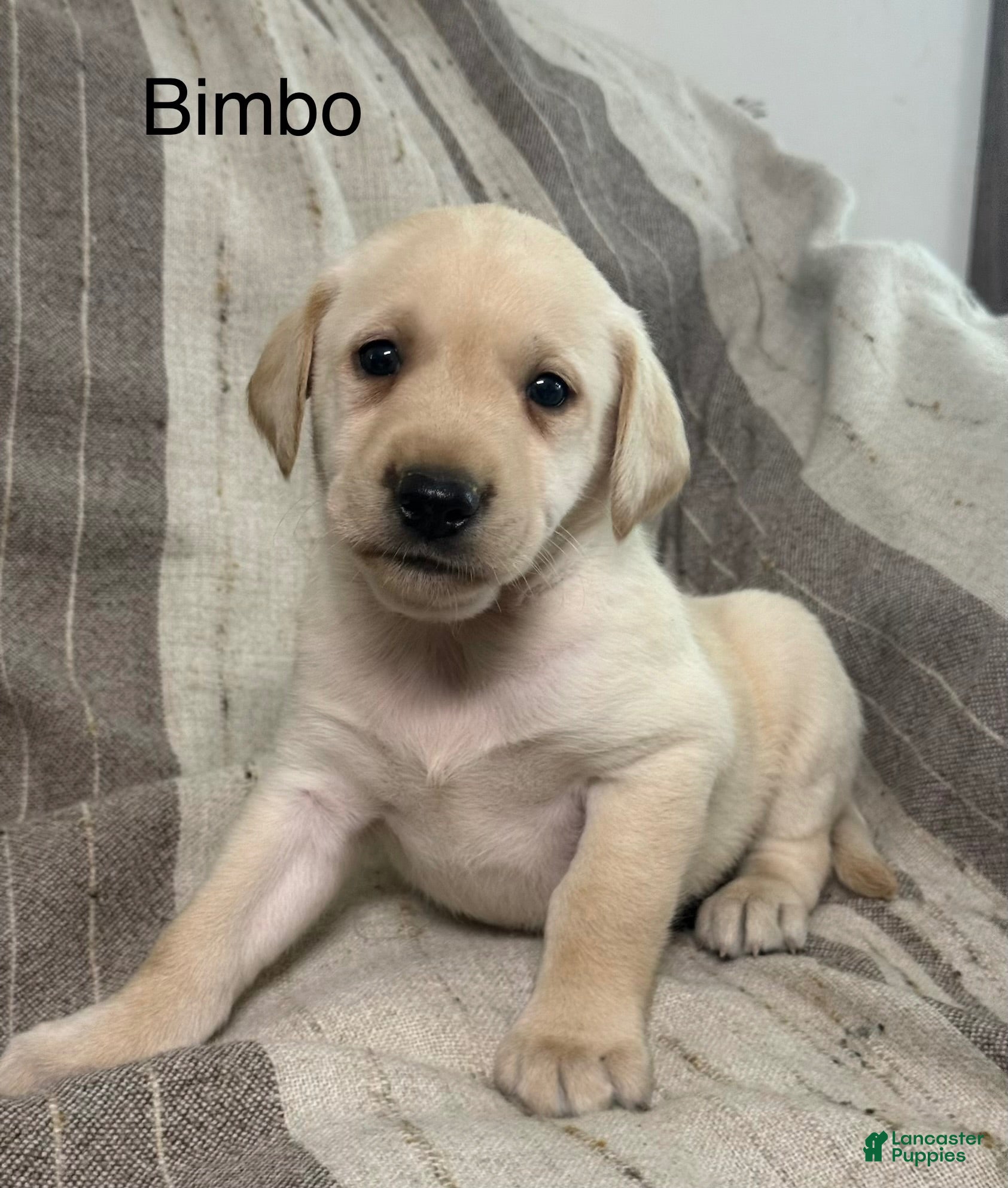 Labrador Retriever dogs Labrador Retriever 1 - Ad 1