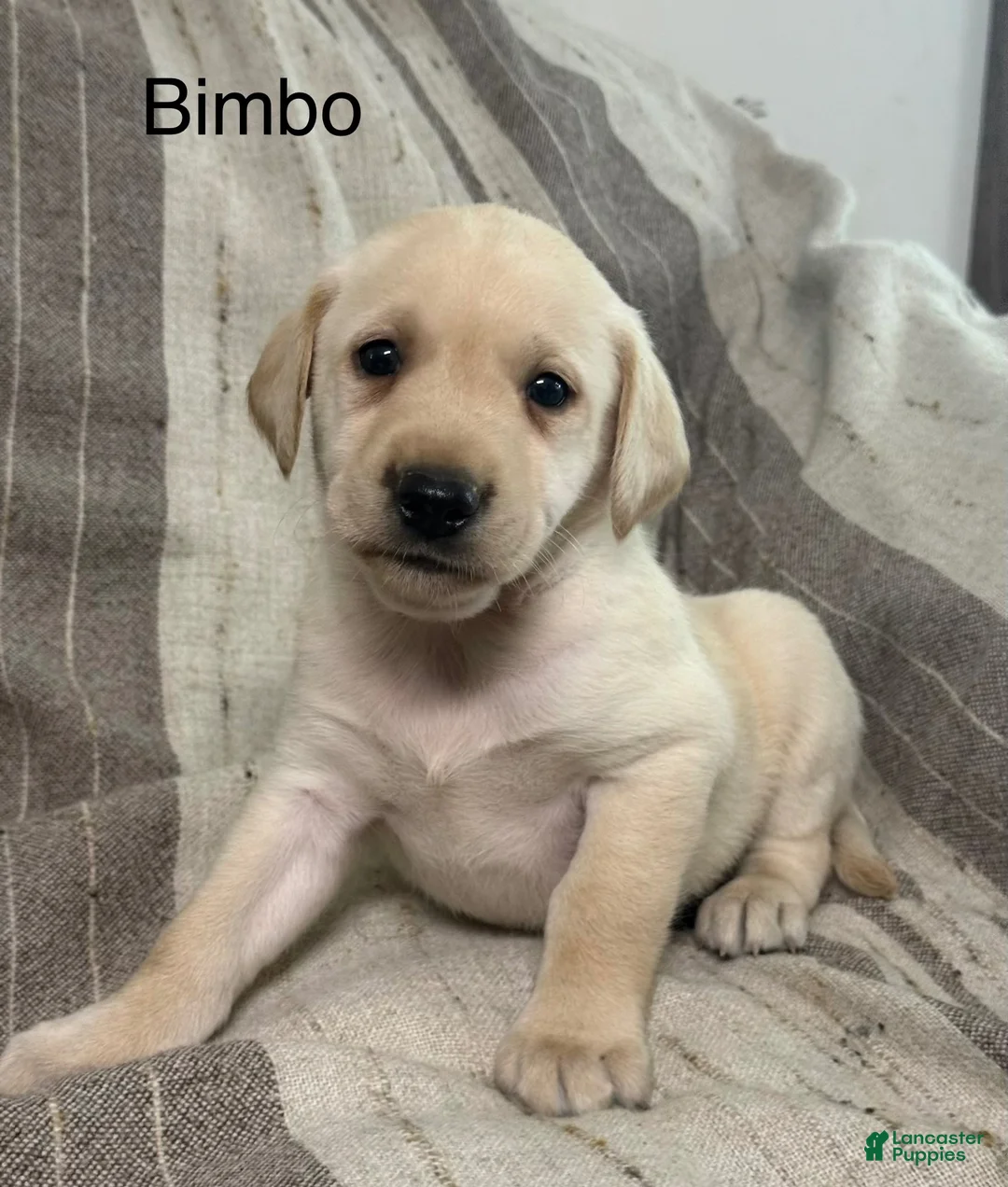 Labrador Retriever dogs for sale: Labrador Retriever 1 - Ad 1