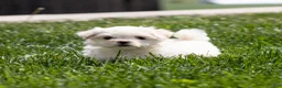 Maltese dogs for sale: Millie Maltese Puppy  - Ad 19