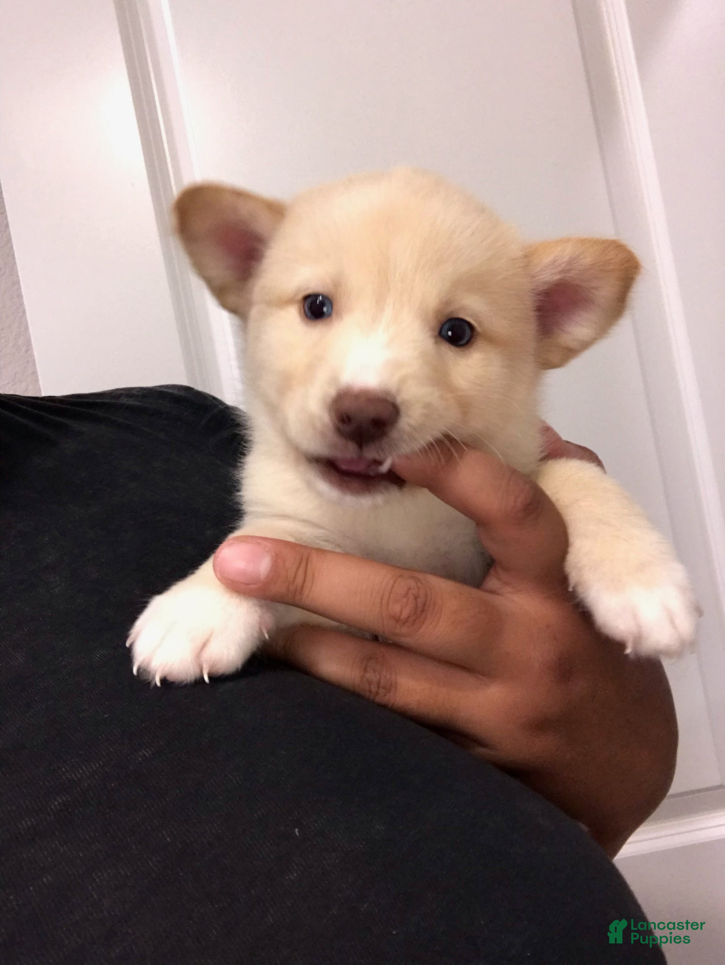 Mixed Breed dogs Crème - Ad 31