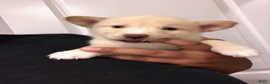 Crème
