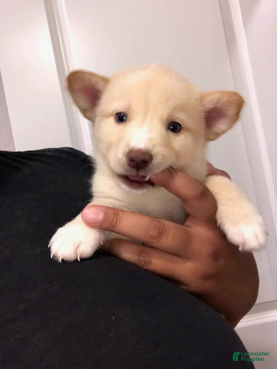 Mixed Breed dogs for sale: Crème - Ad 1