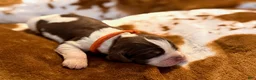 English Springer Spaniel dogs for sale: Liver try roan-Male - Ad 3