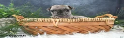 Pug dogs for sale: Gracelyn - Ad 3