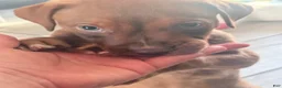Mixed Breed dogs for sale: Mixed Breed 1 - Ad 2