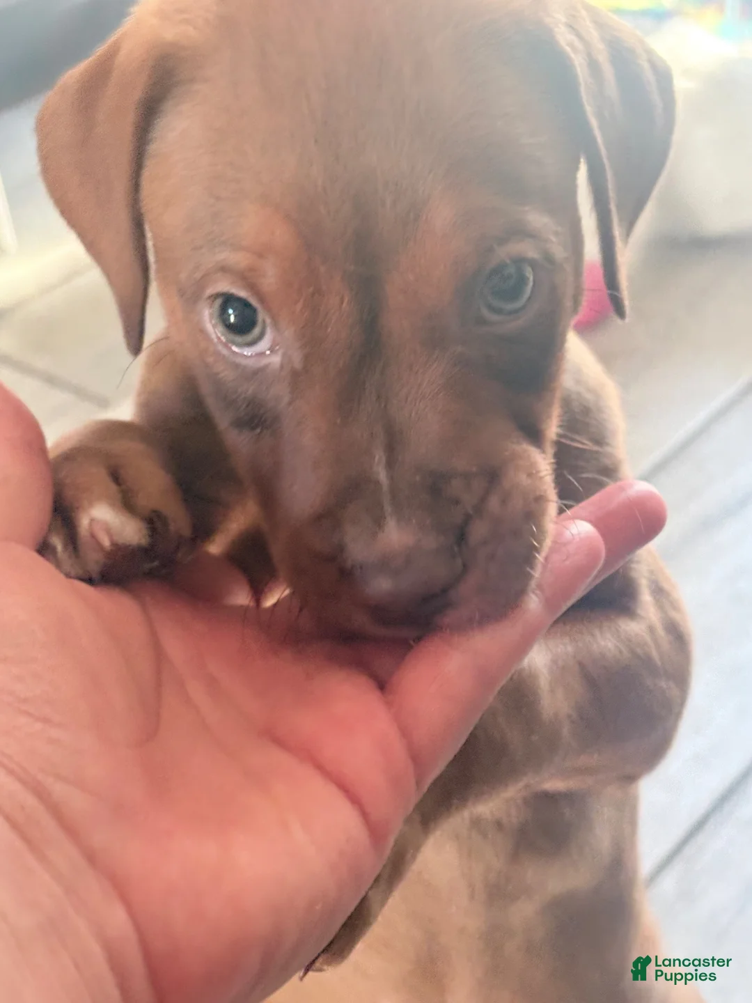 Mixed Breed dogs for sale: Mixed Breed 1 - Ad 2