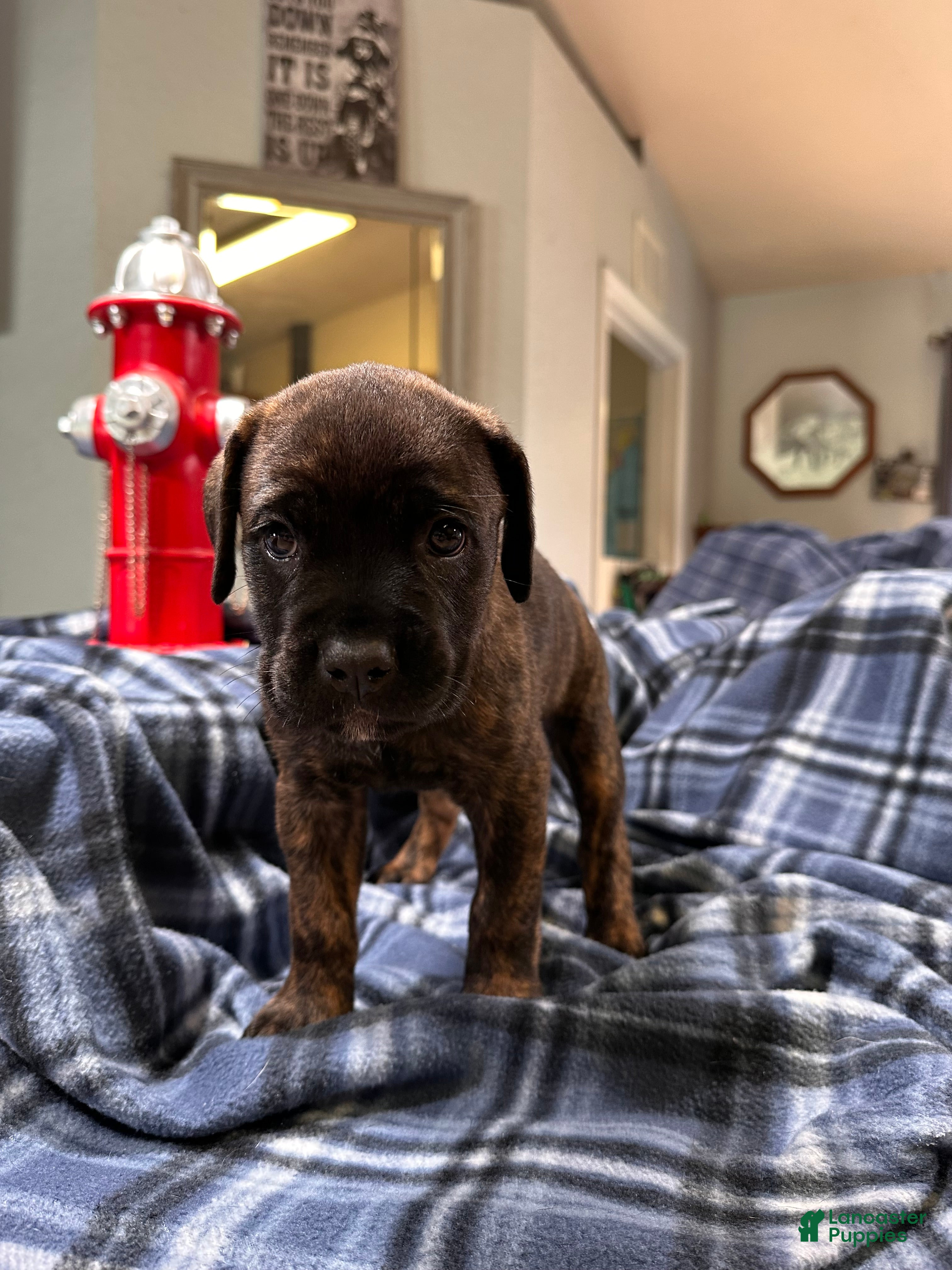 Cane Corso dogs  Bonnie black brindle - Ad 1