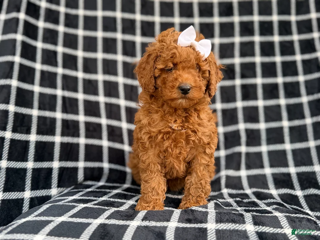 Cockapoo dogs for sale: Brielle - Ad 2