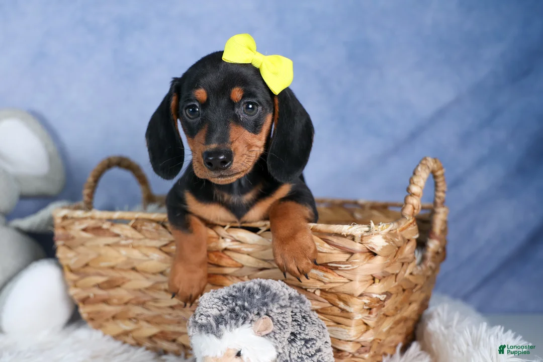 Miniature Dachshund dogs for sale: 🐾 MEET VANCE 🐶❤️ - Ad 2
