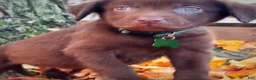 Labrador Retriever dogs for sale: Labrador Retriever 1 - Ad 10
