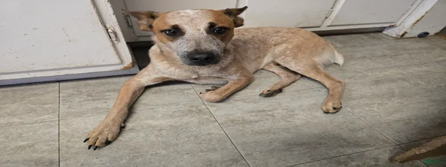 Rex