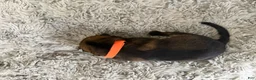 German Shepherd dogs for sale: Boy 4 - Ad 1