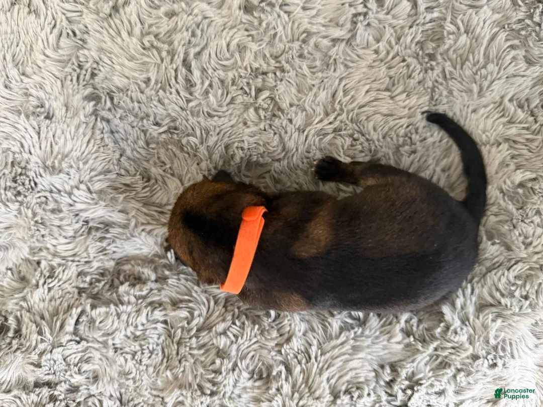 German Shepherd dogs for sale: Boy 4 - Ad 1