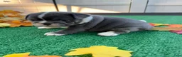 Mixed Breed dogs for sale: Elroy  - Ad 5