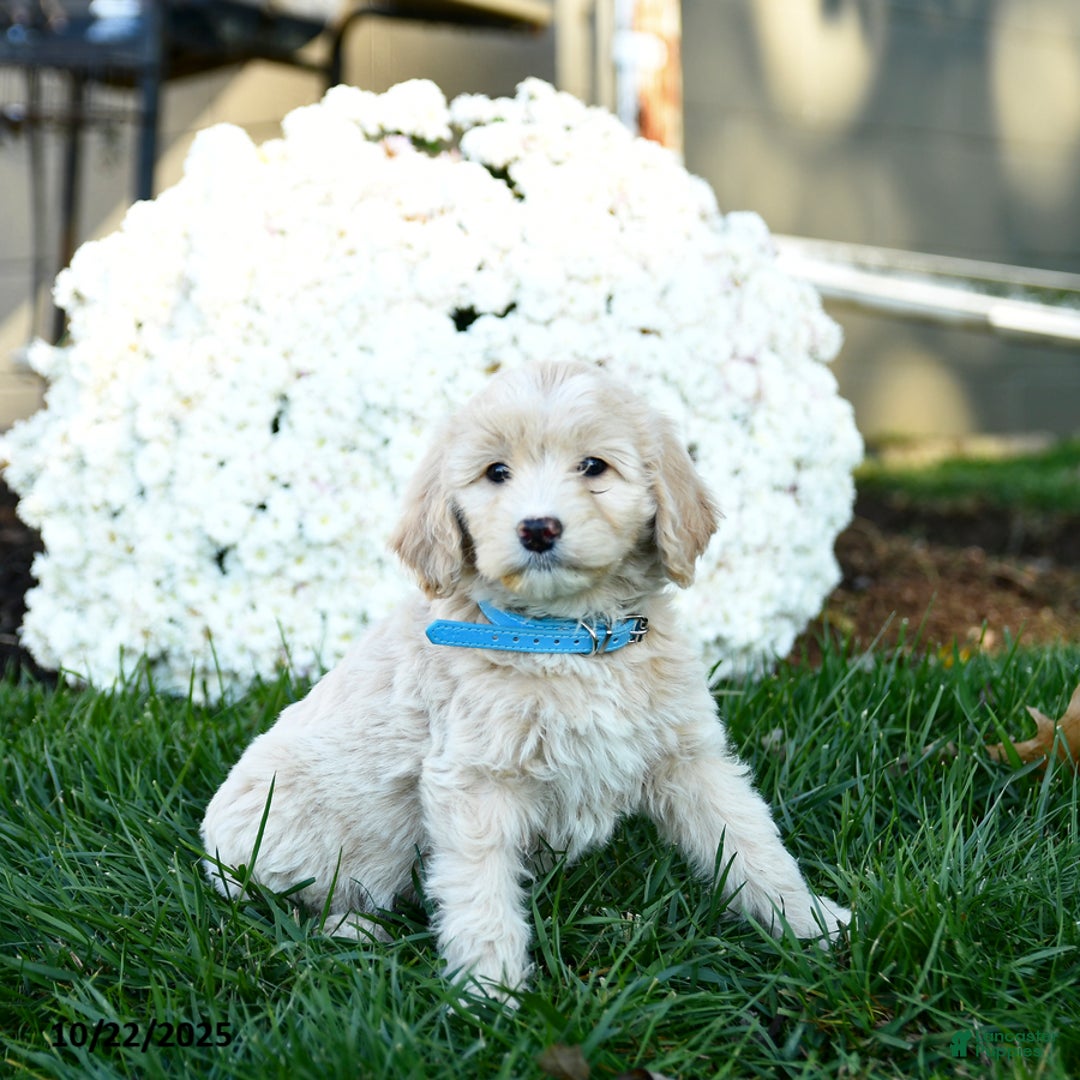 Goldendoodle dogs for sale: Bessie - Ad 5