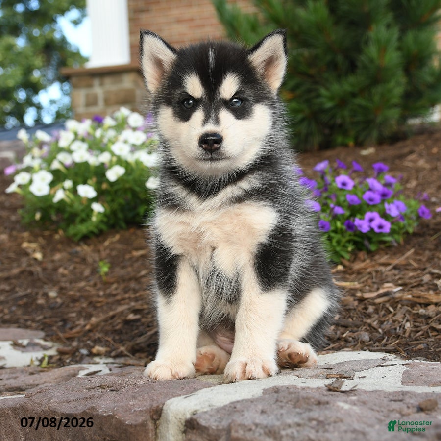 Pomsky dogs Ace - Ad 2