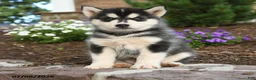 Pomsky dogs for sale: Ace - Ad 2
