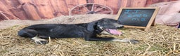 Catahoula Leopard Dog dogs for sale: JJ 2025 Male 2 - Ad 3