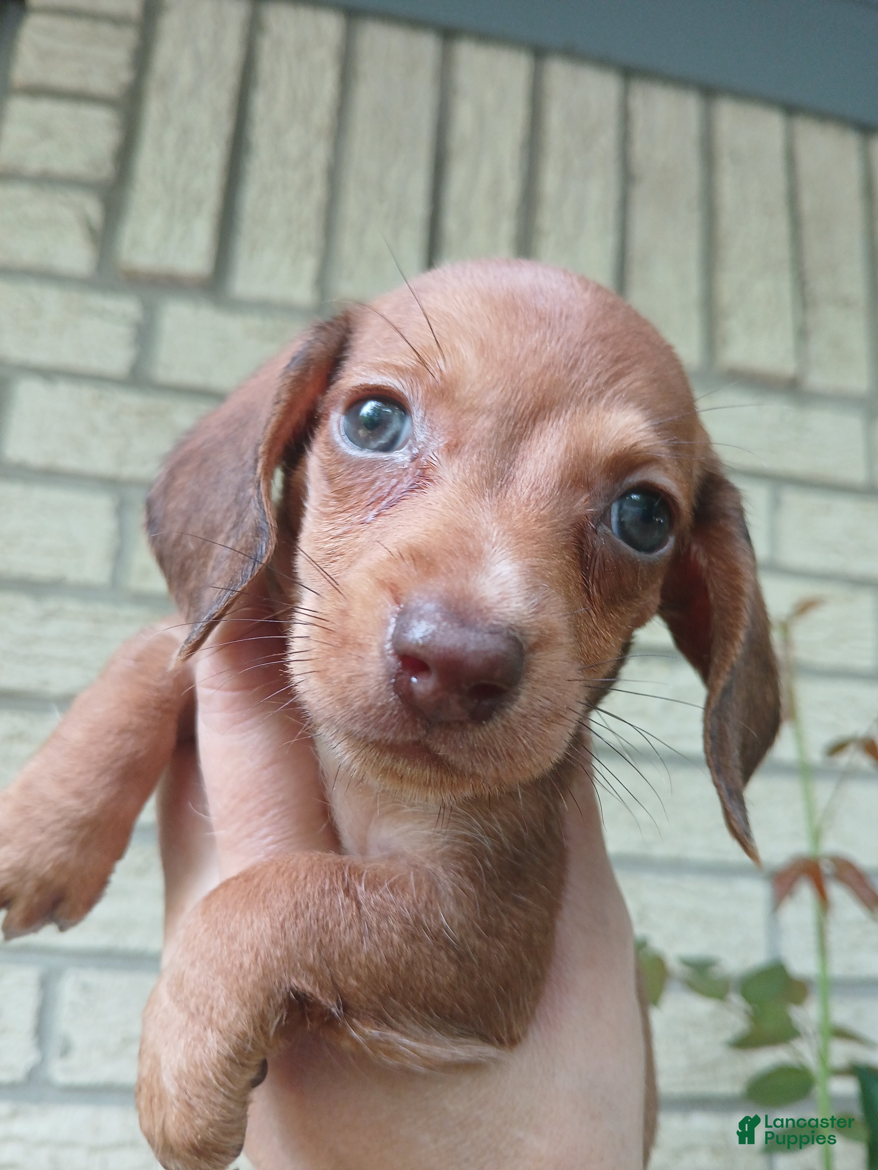 Dachshund dogs Sugar pies red girl. Hand delivery  - Ad 7