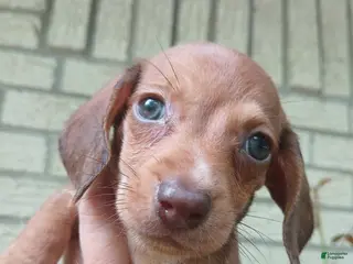 Miniature Dachshund dogs Sugar pies red girl. Hand delivery - Ad 13