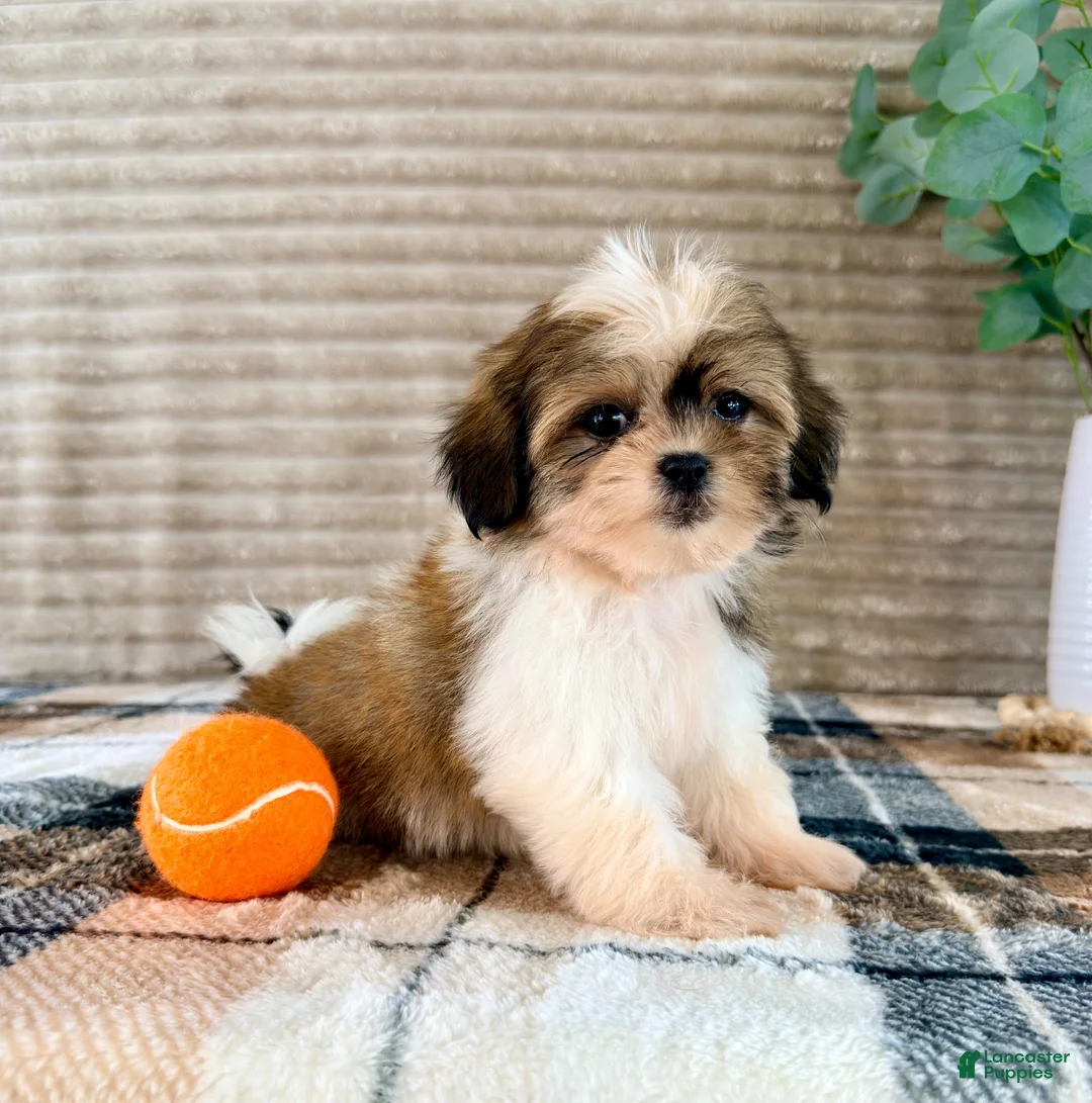 Malshi dogs for sale: Jack - Ad 2