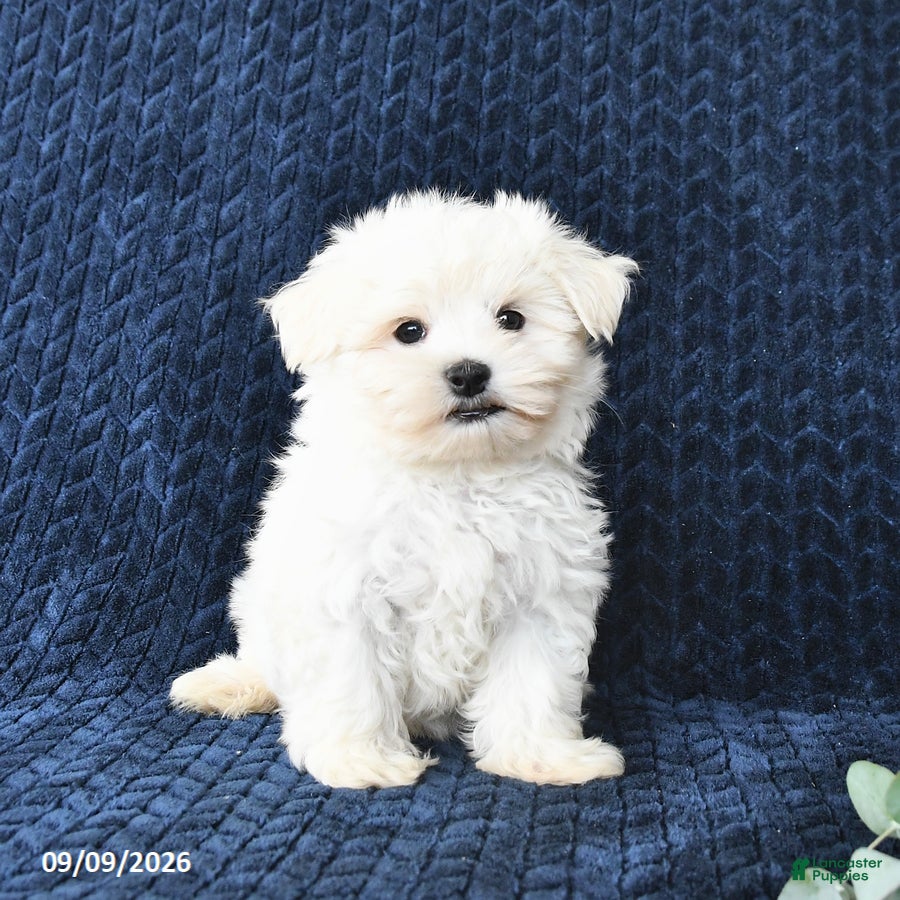 Maltese dogs Tyler - Ad 2