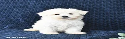 Maltese dogs for sale: Tyler - Ad 2