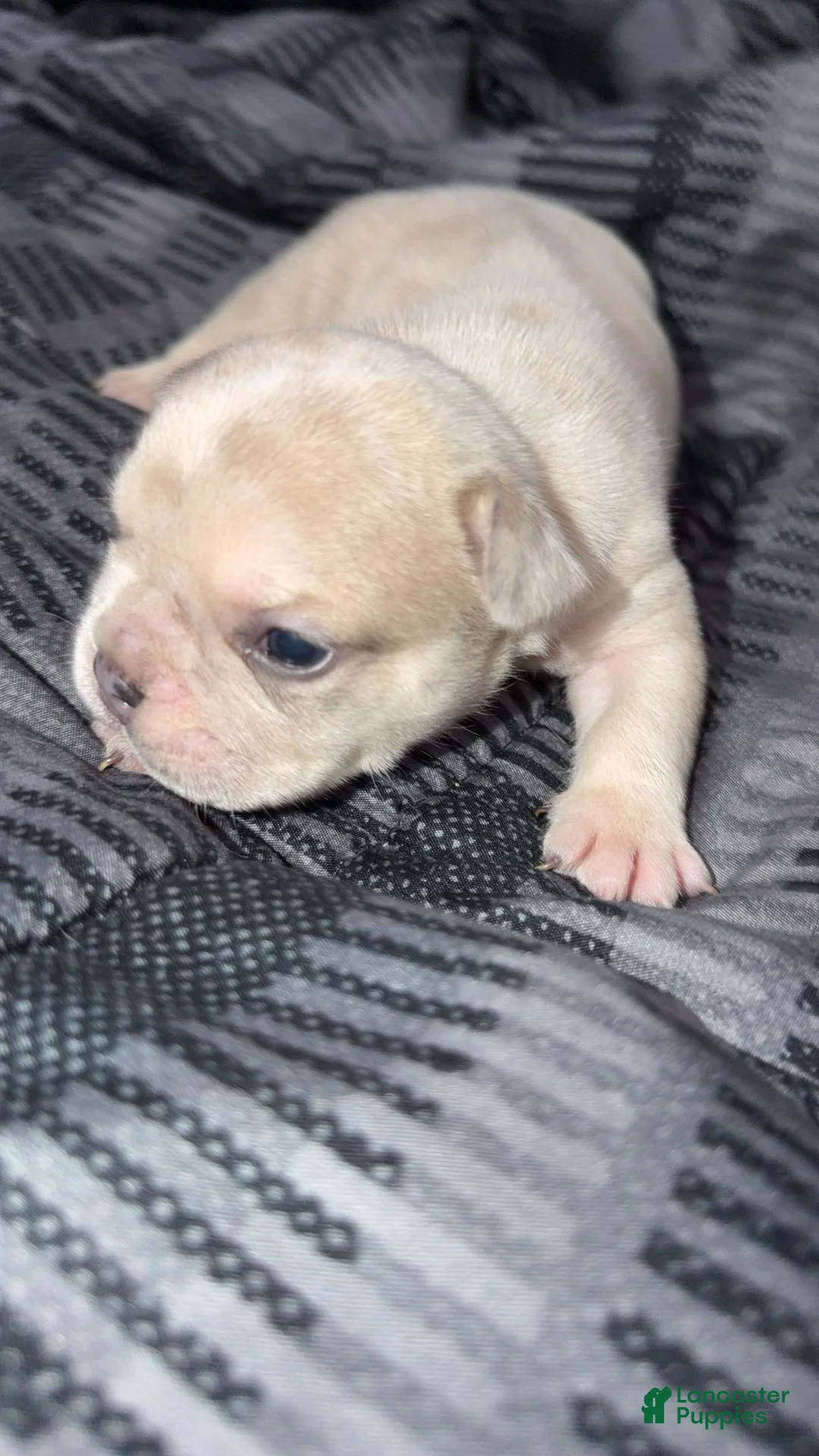 French Bulldog dogs for sale: French Bulldog Puppy 2 - Ad 2