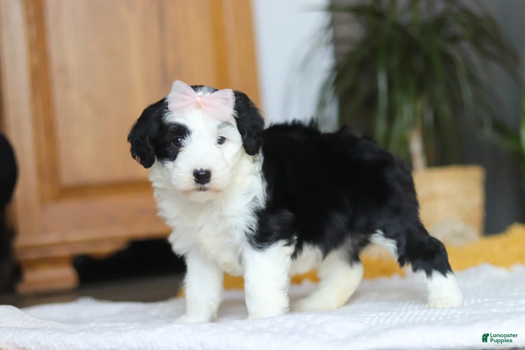 Sheepadoodle dogs for sale: Jellybean - Ad 6