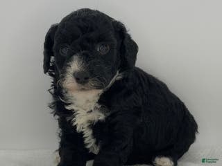Toy Poodle dogs Romeo - Ad 3