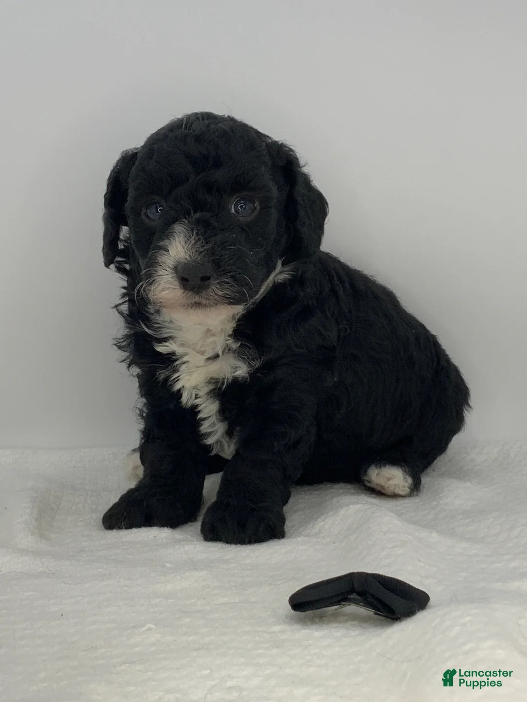 Toy Poodle dogs for sale: Romeo - Ad 1