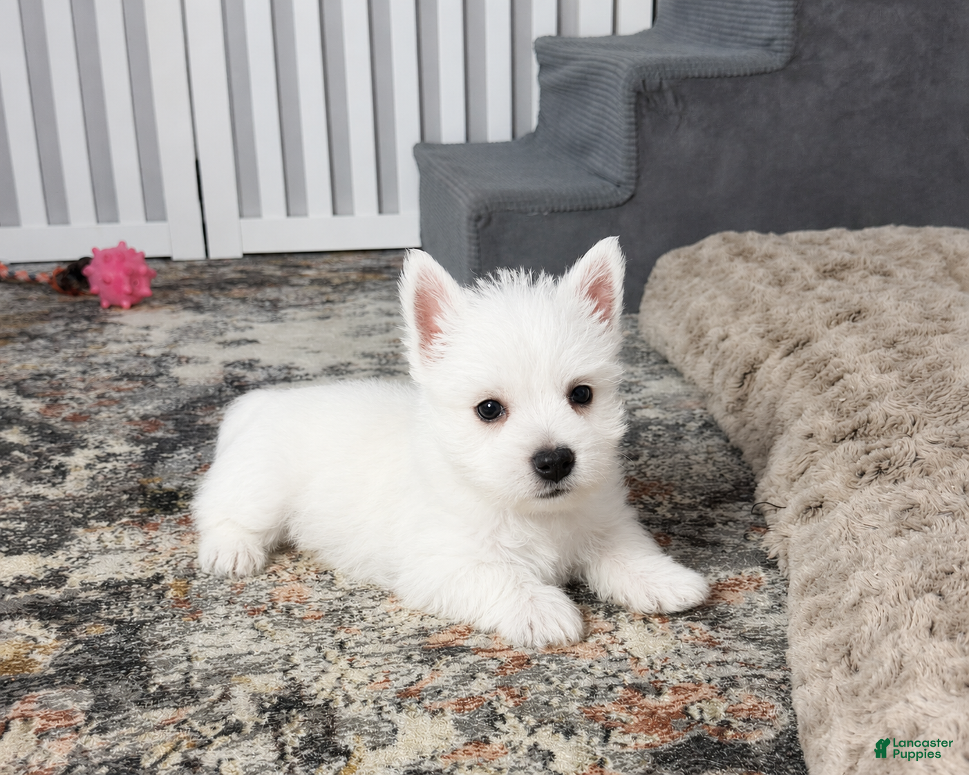 West Highland Terrier dogs Jalon - Ad 1