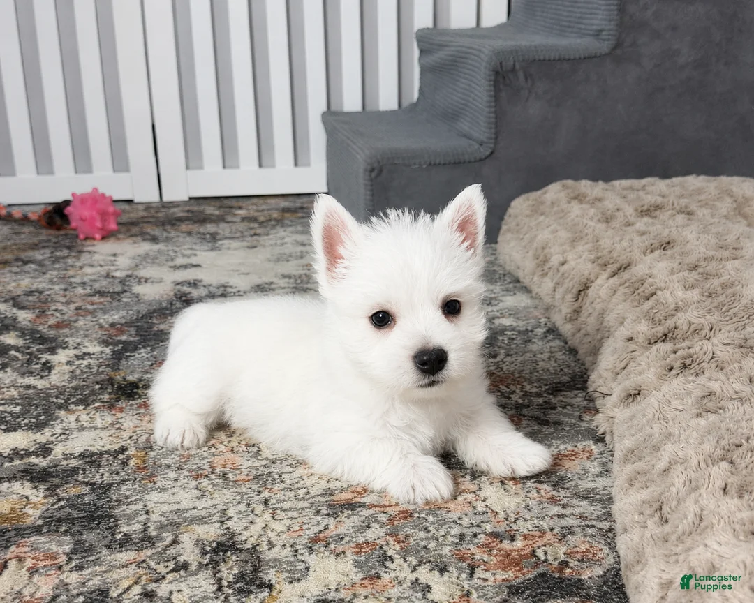 West Highland Terrier dogs for sale: Jalon - Ad 1