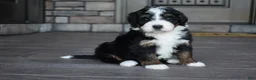 Mini Bernedoodle dogs for sale: Jewel - Ad 20