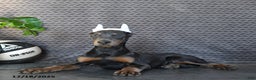 Doberman Pinscher dogs for sale: Zodo - Ad 5