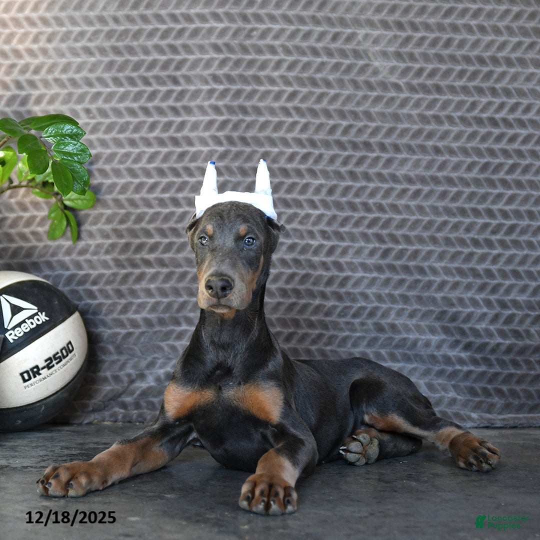 Doberman Pinscher dogs for sale: Zodo - Ad 5