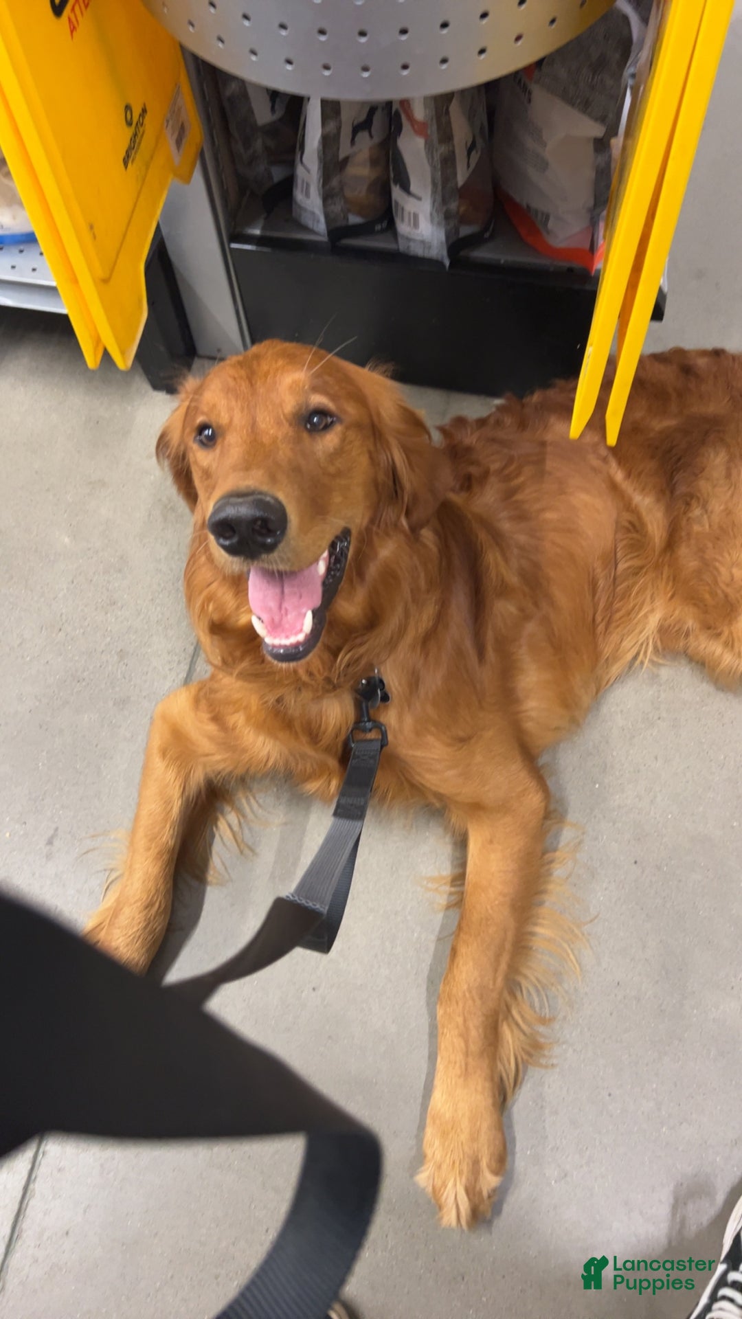 Golden Retriever dogs for stud: Tuck Stud - Ad 2