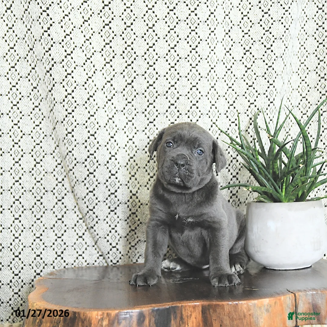 Cane Corso dogs for sale: Athena - Ad 4
