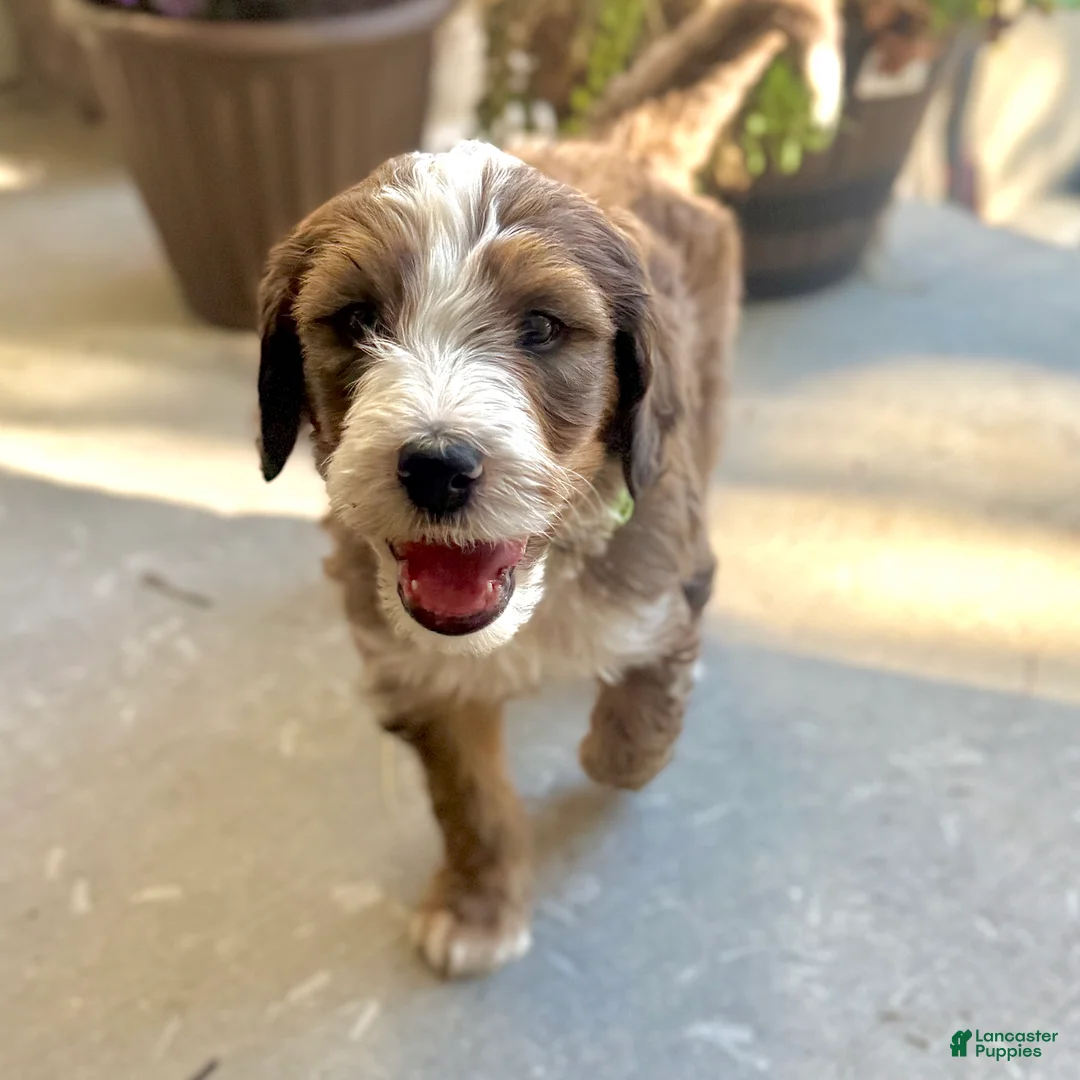Bernedoodle dogs for sale: Patch - Ad 1